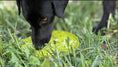 Load image into Gallery viewer, Citrus Design eMat Enrichment Lick Mat With Suction Cups
