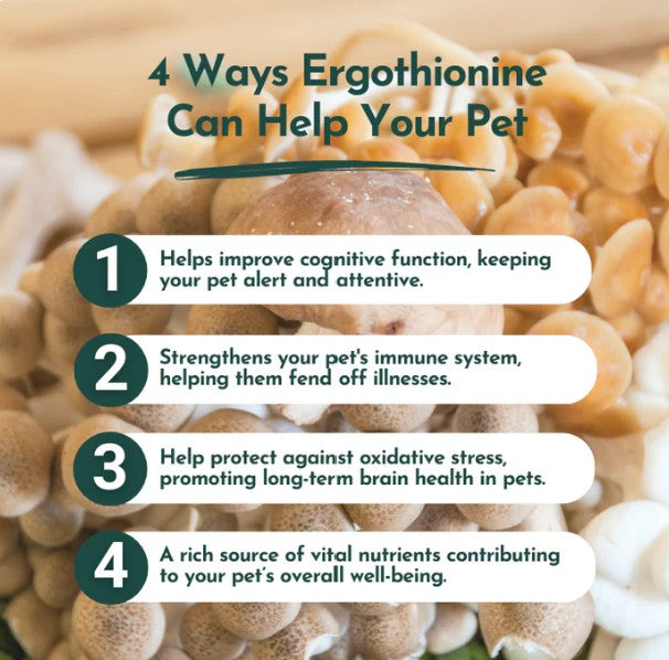 Ergo+ L-ergothioneine Supplement