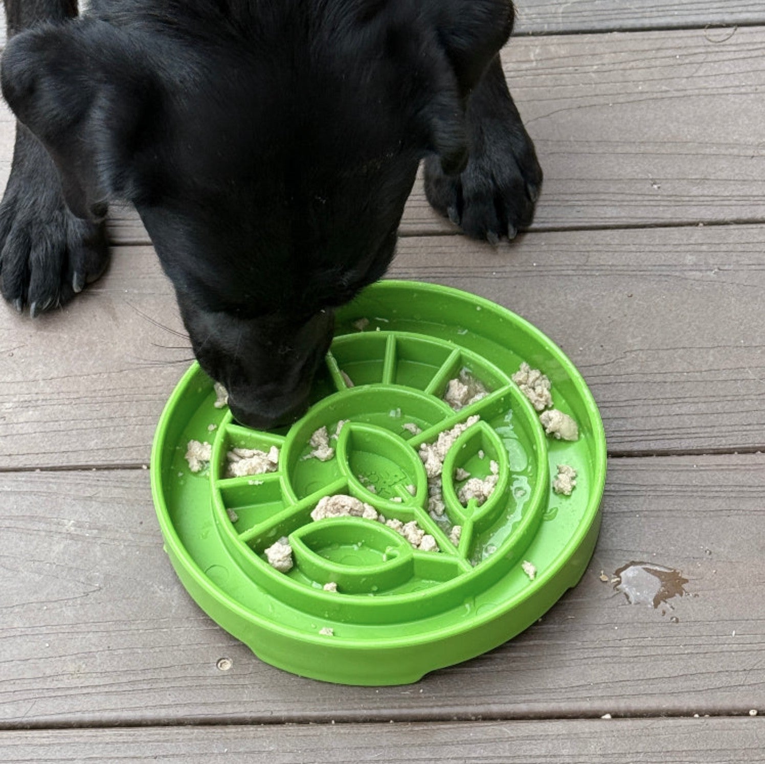 Garden Design eTray Enrichment Shallow Slow Feeder Dog Bowl
