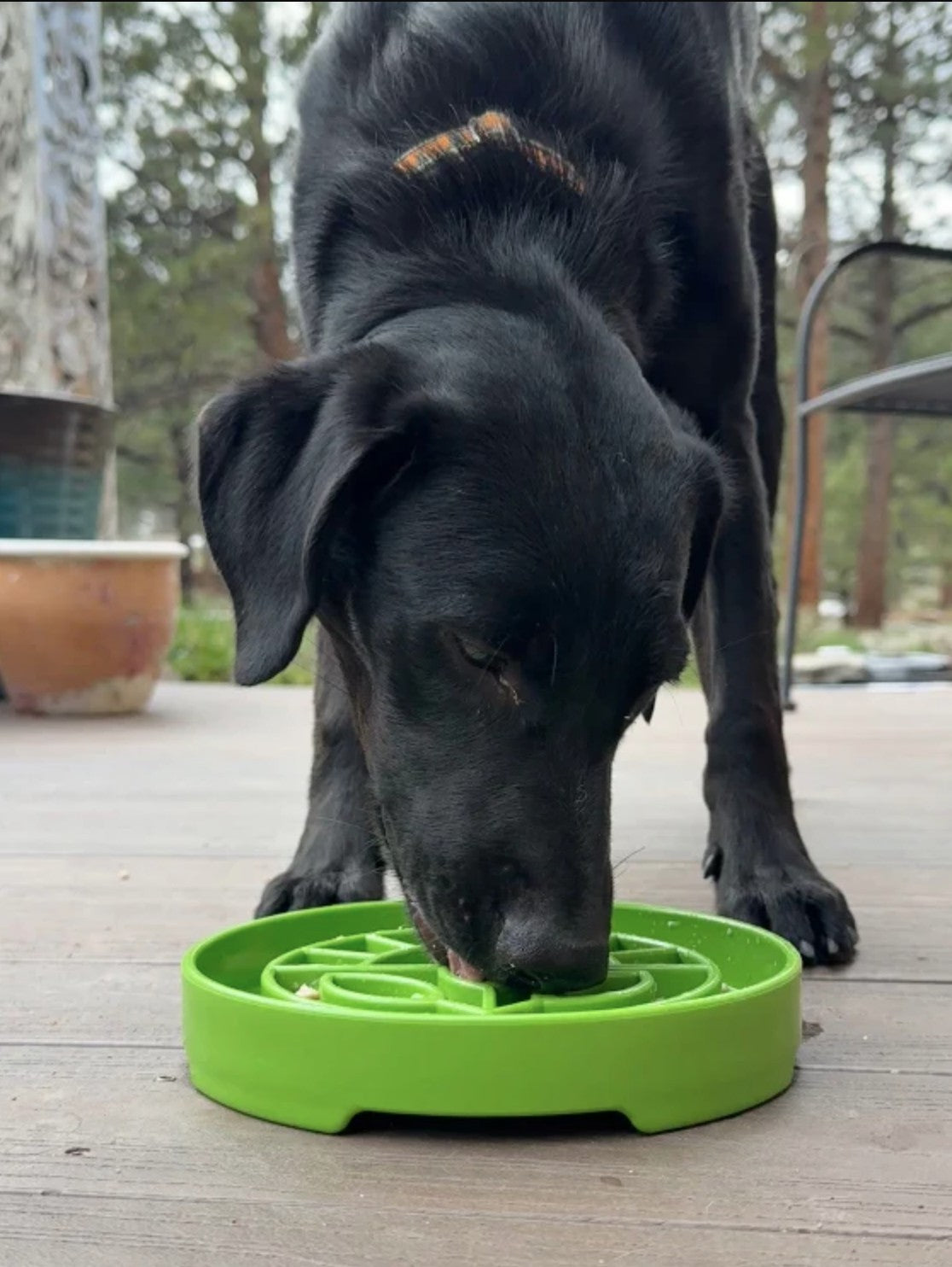 Garden Design eTray Enrichment Shallow Slow Feeder Dog Bowl