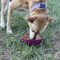 Load image into Gallery viewer, Garden of Eatin' Tipsy Bowl

