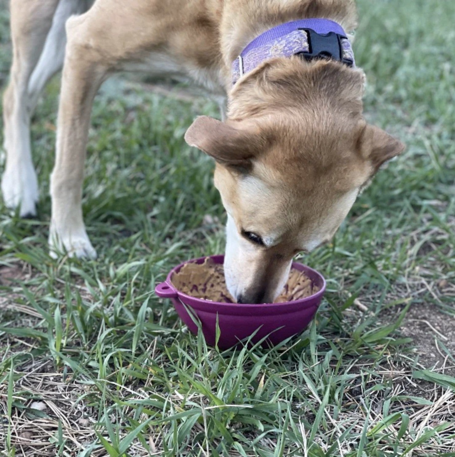 Garden of Eatin' Tipsy Bowl