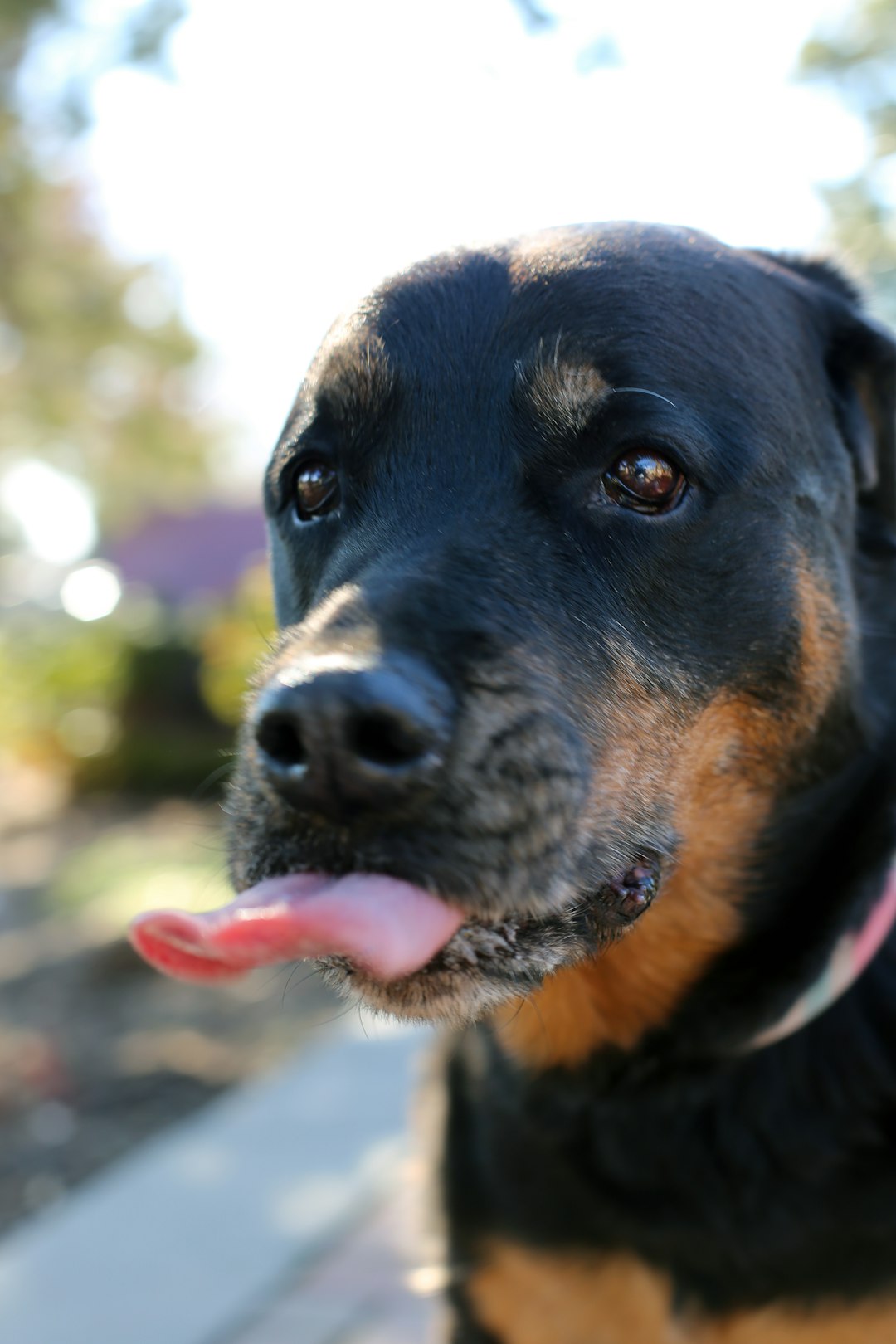 Healthy Adult Dog Recipe Formulation