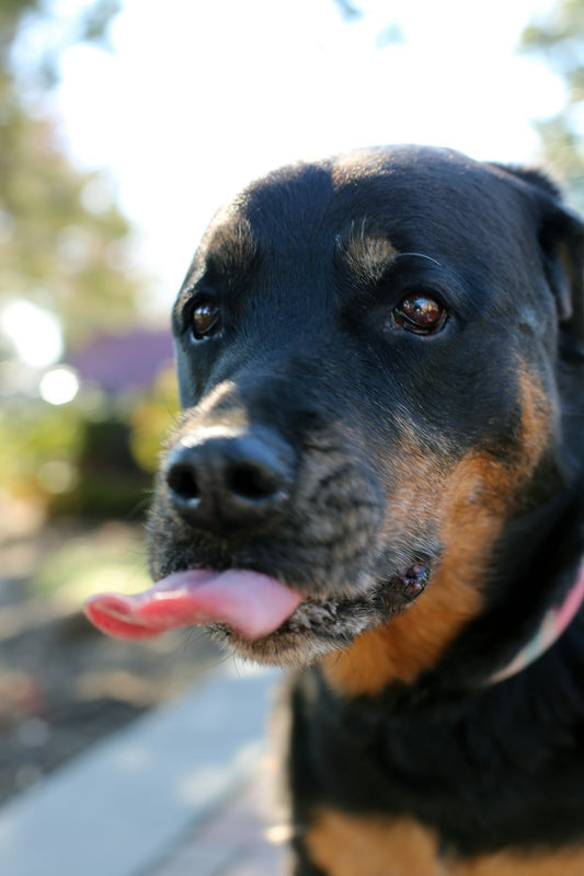 Healthy Adult Dog Recipe Formulation