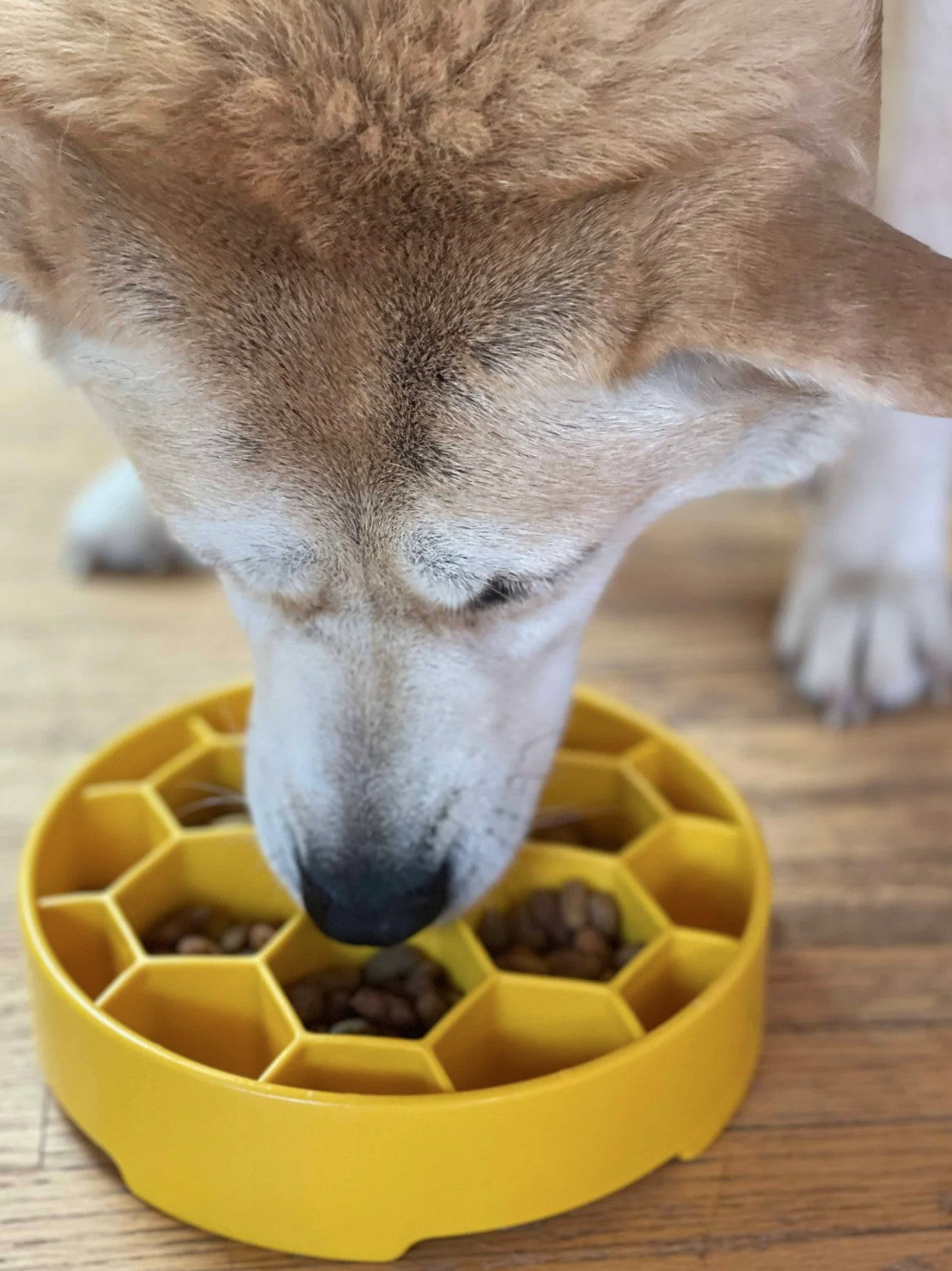 Honeycomb Design eBowl Enrichment Slow Feeder Bowl for Dogs
