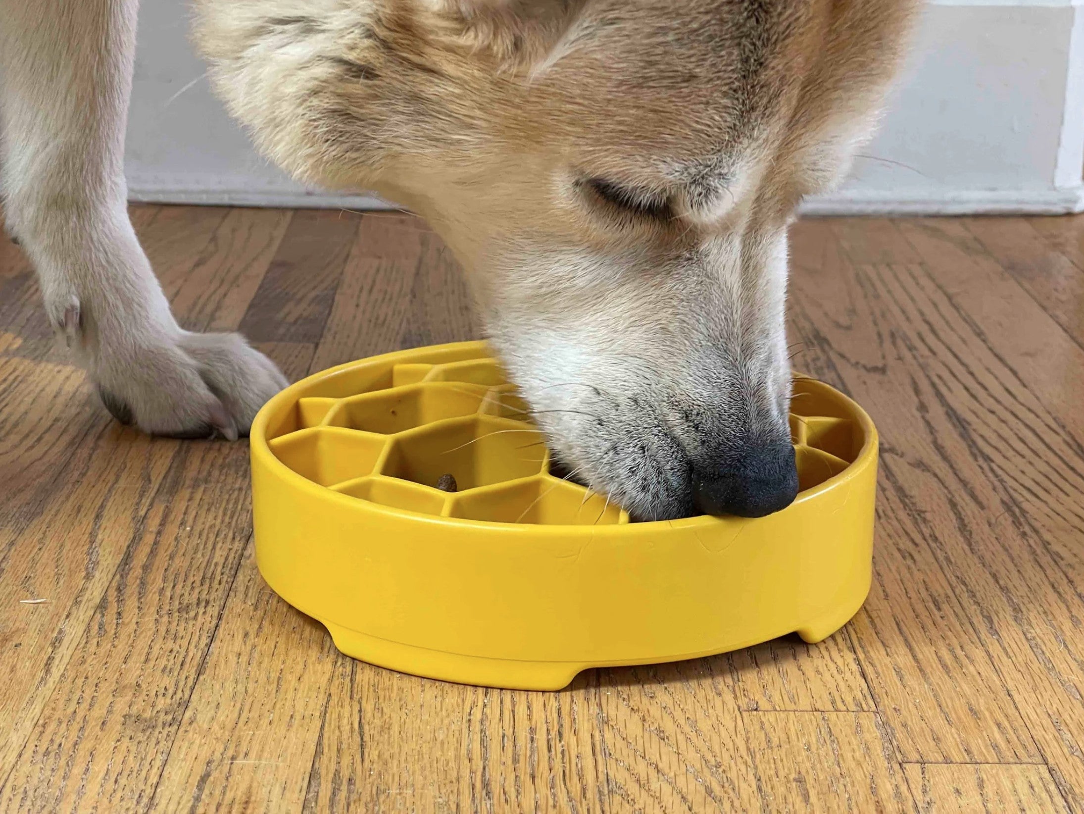 Honeycomb Design eBowl Enrichment Slow Feeder Bowl for Dogs