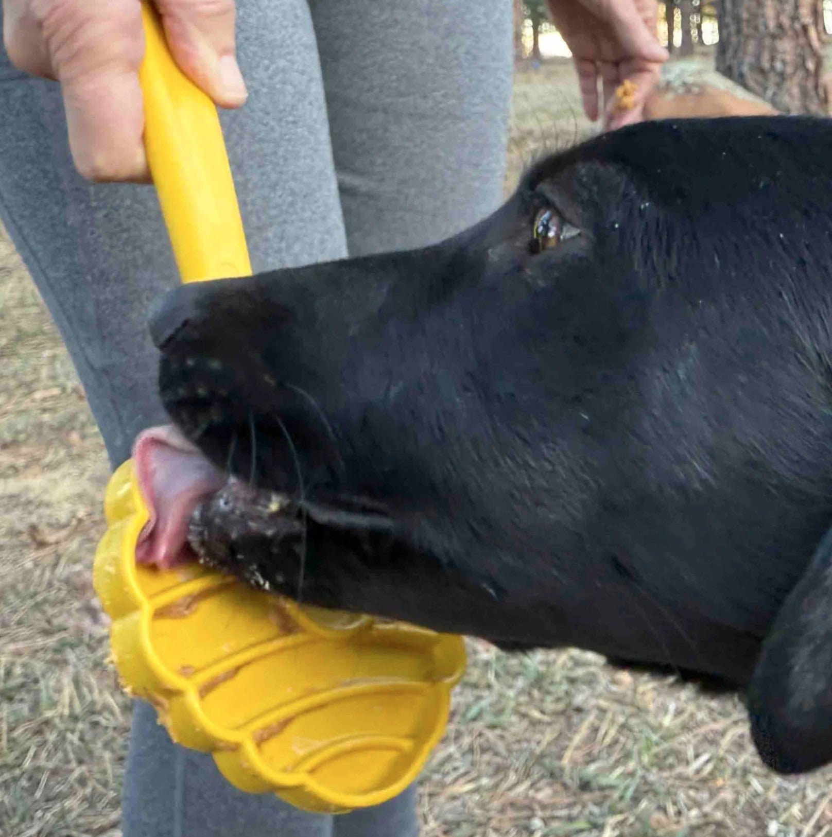 Lick Stick Hand-Held Interactive Enrichment Toys