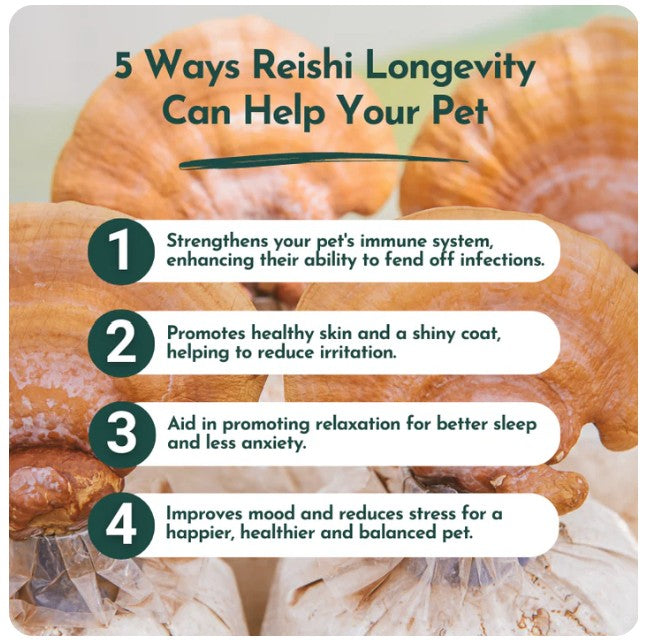 Reishi Mushroom Powder for Dogs & Cats (45 g) - Longevity