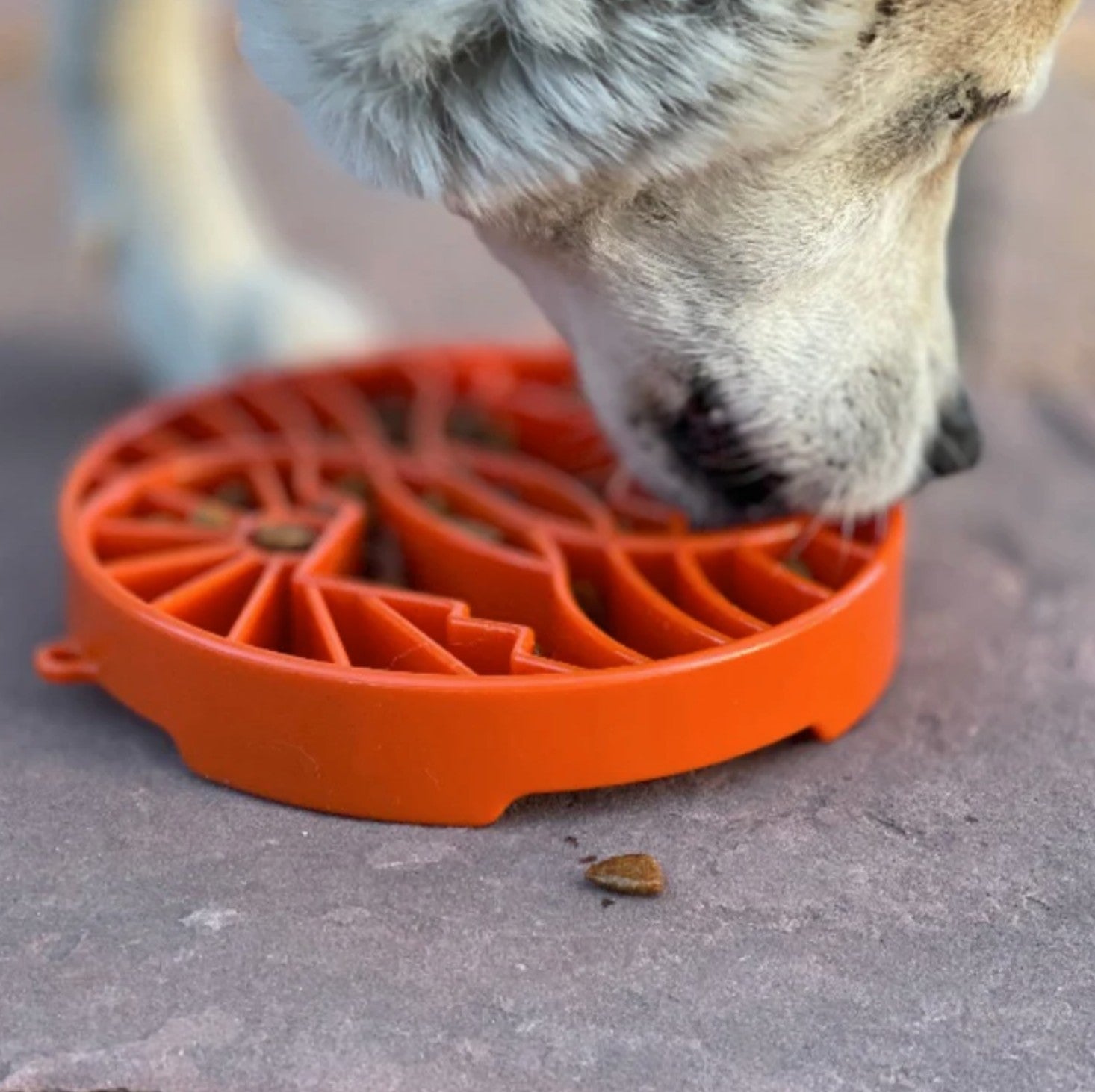 Sun and Moon Design eTray Enrichment Shallow Slow Feeder Dog Bowl