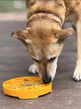 Load image into Gallery viewer, Sunflower Design eTray Enrichment Shallow Slow Feeder Dog Bowl
