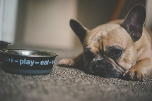 Therapeutic Recipe For An Allergy Dog