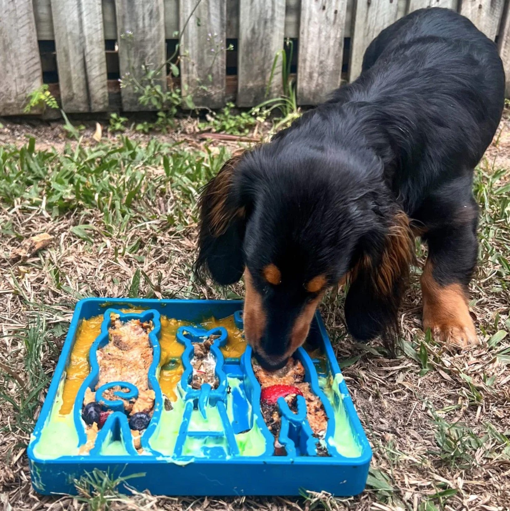 Waiting Dogs Design eTray Enrichment Tray for Dogs