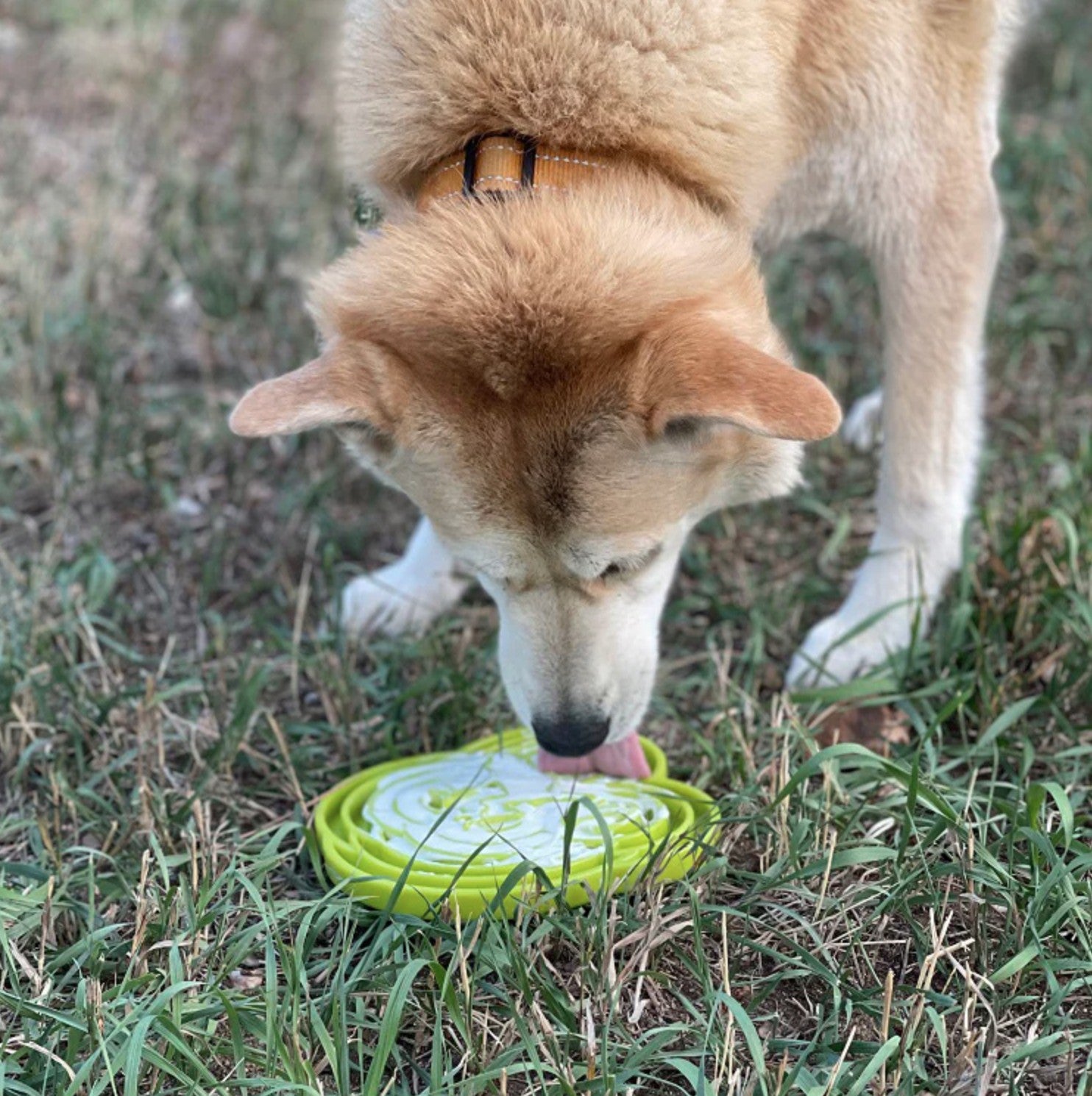Water Frog Design eTray Enrichment Shallow Slow Feeder Dog Bowl