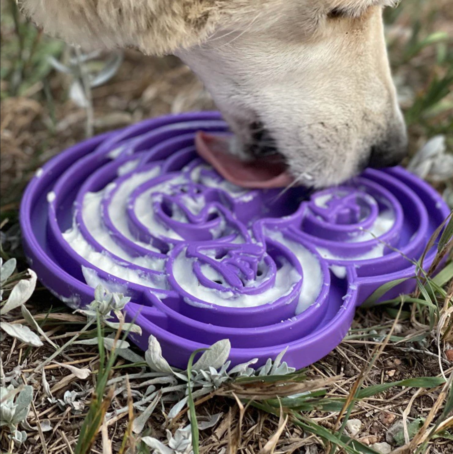Water Frog Design eTray Enrichment Shallow Slow Feeder Dog Bowl