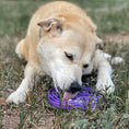 Load image into Gallery viewer, Water Frog Design eTray Enrichment Shallow Slow Feeder Dog Bowl
