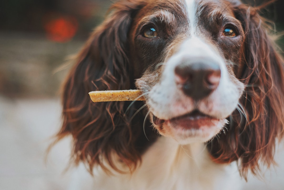 Healthy Senior Dog Recipe Formulation