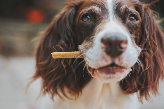 Healthy Senior Dog Recipe Formulation